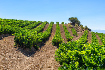 Fototapeta na wymiar Vineyard at Rioja Alavesa, Basque Country, Spain