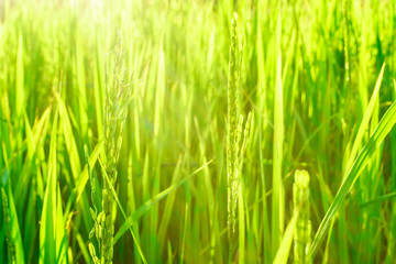 Rice field in bright green color, rice is blooming