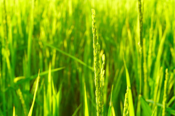 Rice field in bright green color, rice is blooming