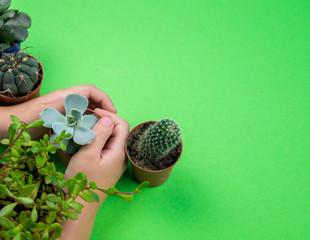 Pot with cactus on a green background