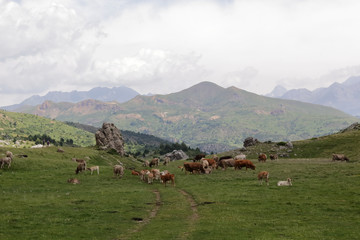 A cows herd in the mountains along the green path to the Piedrafita de Jaca lake in the aragonese...