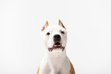 Obraz premium Adorable red dog sits at white background