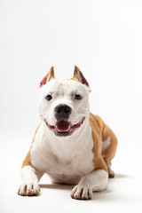 Adorable red and white dog downs at white background