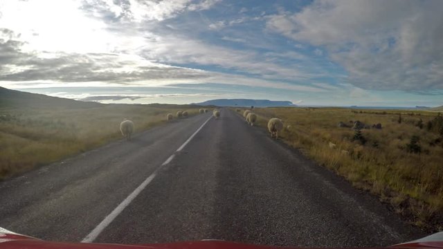 Sheep on the road blocking traffic during the Rettir roundup Iceland 2.mov