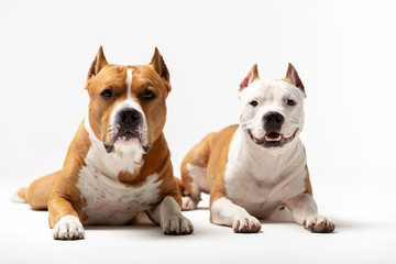 Adorable red and white dogs downs at white background