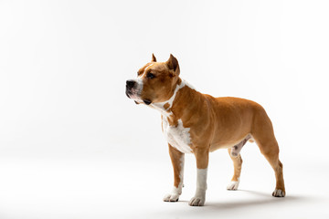 Adorable red dog stands at white background