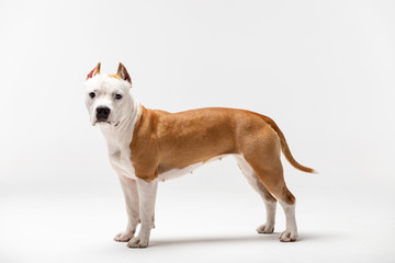 Adorable red dog stands at white background