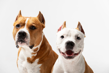 Adorable red and white dogs sits at white background