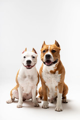 Adorable red and white dogs sits at white background