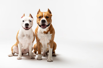 Adorable red and white dogs sits at white background