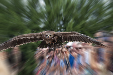 Captive golden eagle (aquila chrysaetos) in flight. Speed concept