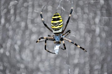 Argiope bruennichi (wasp spider) female in web holding and braids its victim with cobwebs, soft gray blurry background