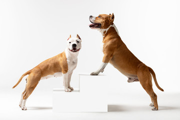 Adorable red and white dogs stands at white background