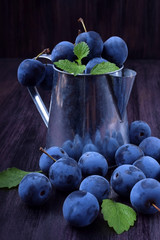 Freshly picked harvest of blackthorn berries in a metalic jug and on a dark table
