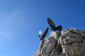 Birds fighting on the rock