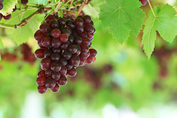 Purple grapes fruit at vineyard in eastern part of Thailand