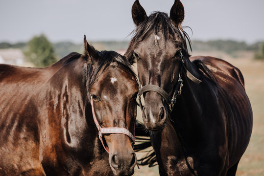 close up portrait of beautiful black horses grazing on field in countryside - Powered by Adobe