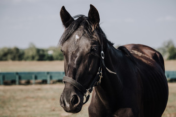 close up view of black beautiful horse grazing on meadow in countryside