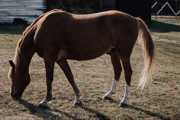 Fototapeta premium beautiful brown horse grazing on meadow at farm