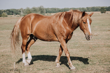 Naklejka na ściany i meble brown beautiful horse grazing on meadow in countryside