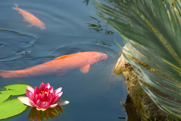 image of lotus and fish in the river closeup