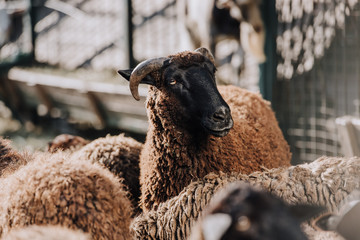 brown sheep grazing with herd in corral at farm