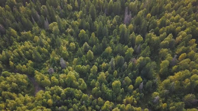 Colourful autumn colours in forest. Clip. Top view of forest in autumn. Forest background