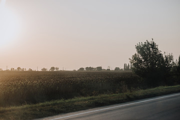 scenic view of rural road and meadow in countryside