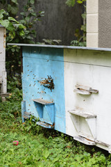 Beehives with bees in the garden among the apple orchard farmer