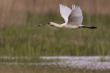 Spatule blanche (Platalea leucorodia - Eurasian Spoonbill)