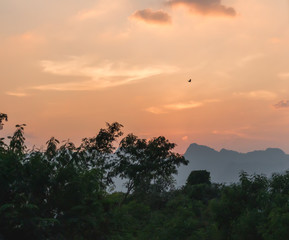 sunset over the jungle and a lonely flying bird