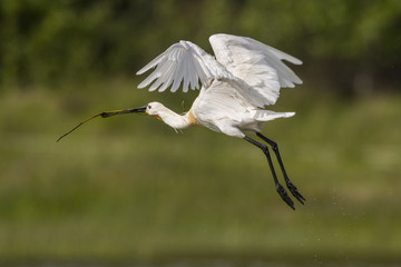 Spatule blanche (Platalea leucorodia - Eurasian Spoonbill)