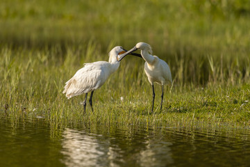 Spatule blanche (Platalea leucorodia - Eurasian Spoonbill) - Grooming