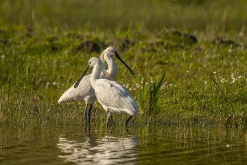 Spatule blanche (Platalea leucorodia - Eurasian Spoonbill)
