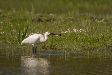Spatule blanche (Platalea leucorodia - Eurasian Spoonbill)