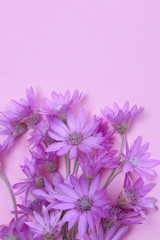 Beautiful lilac wildflowers on a bright trendy pink background. top view