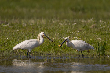 Spatule blanche (Platalea leucorodia - Eurasian Spoonbill)