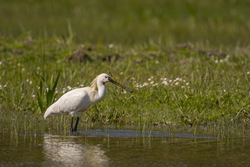 Spatule blanche (Platalea leucorodia - Eurasian Spoonbill)