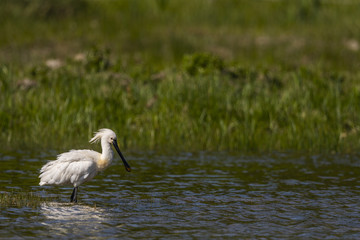 Spatule blanche (Platalea leucorodia - Eurasian Spoonbill)