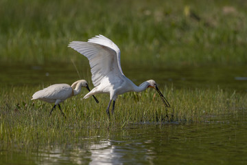 Spatule blanche (Platalea leucorodia - Eurasian Spoonbill)