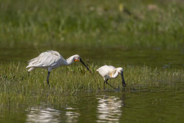 Spatule blanche (Platalea leucorodia - Eurasian Spoonbill)