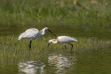 Spatule blanche (Platalea leucorodia - Eurasian Spoonbill)