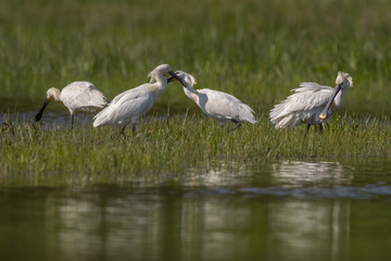 Spatule blanche (Platalea leucorodia - Eurasian Spoonbill) - Grooming