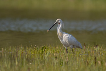 Spatule blanche (Platalea leucorodia - Eurasian Spoonbill)