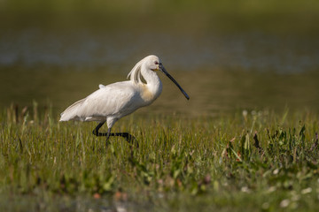Spatule blanche (Platalea leucorodia - Eurasian Spoonbill)