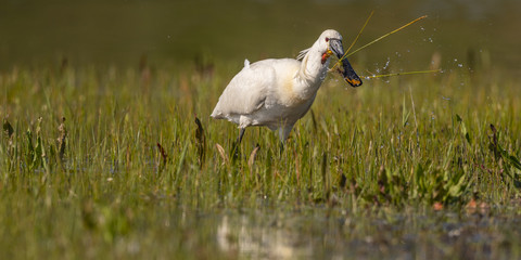 Spatule blanche (Platalea leucorodia - Eurasian Spoonbill)