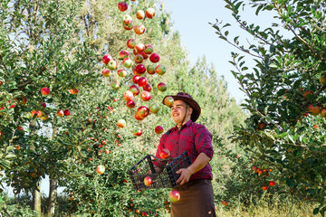 man garden collect ripe apples hat green red proprietor worker owner harvest