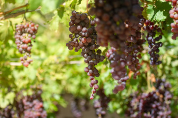 grape in the field