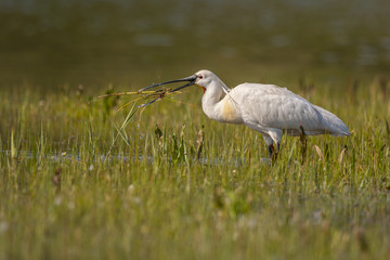 Spatule blanche (Platalea leucorodia - Eurasian Spoonbill)