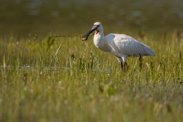 Spatule blanche (Platalea leucorodia - Eurasian Spoonbill)